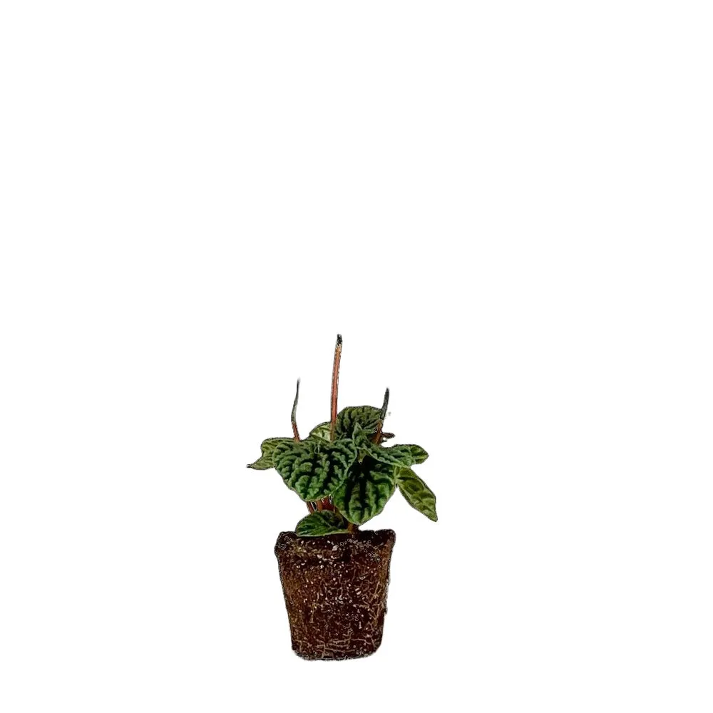 Peperomia Green Ripple 3.5 Inch Pot