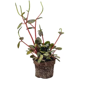 Peperomia Piccolo Banda 5 Inch Pot